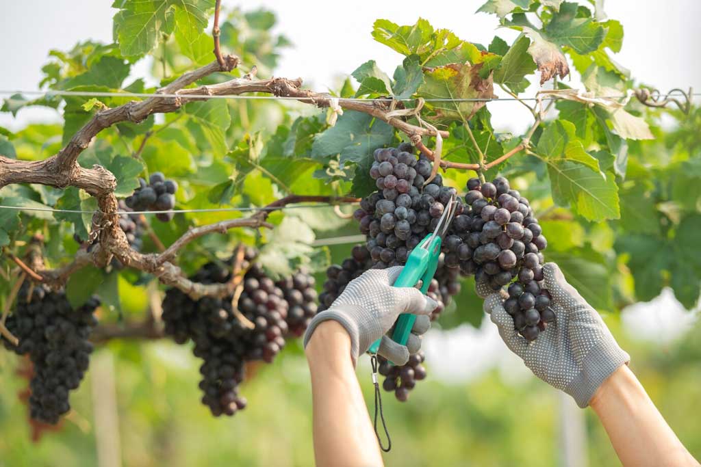 Hvad er Økologisk vin, Biodynamisk vin og Naturvin?